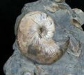 Hoploscaphites Ammonite Multiple Display #6101-2